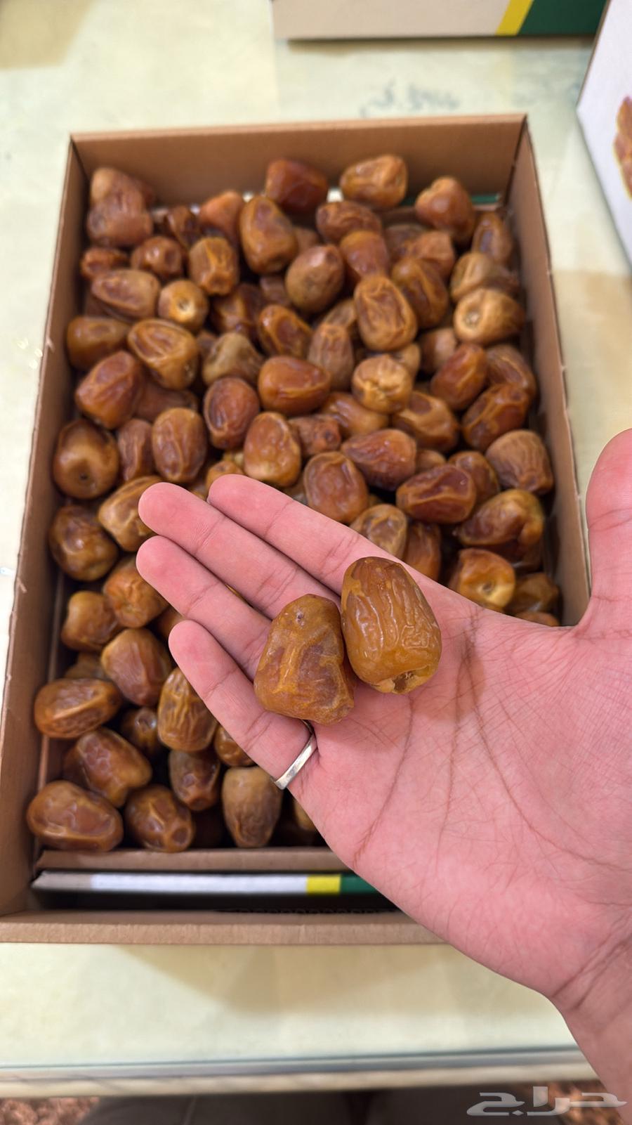 الزين للزين - سكري مفتل من جديد القصيم64363264472961111