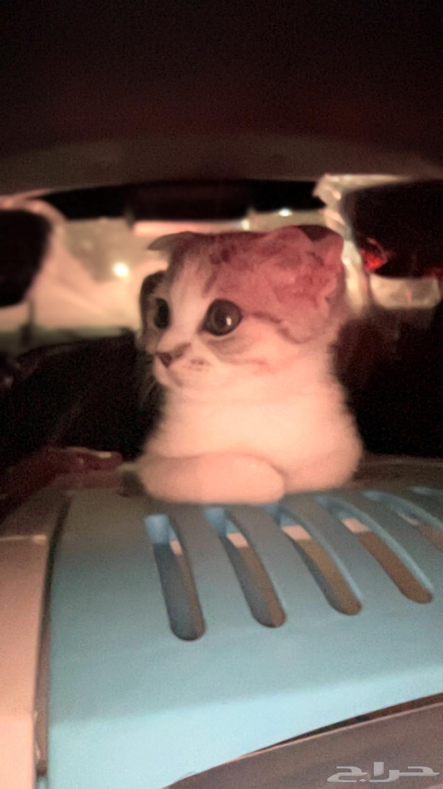 Scotch Cat64371365074819111