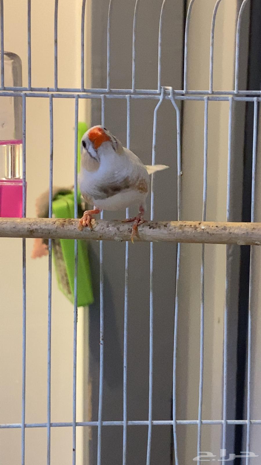 ذكر زيبرا64374185963905111