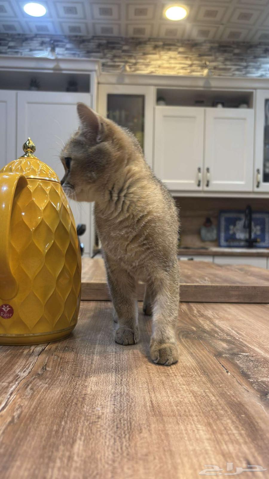 Cats64374097842947112