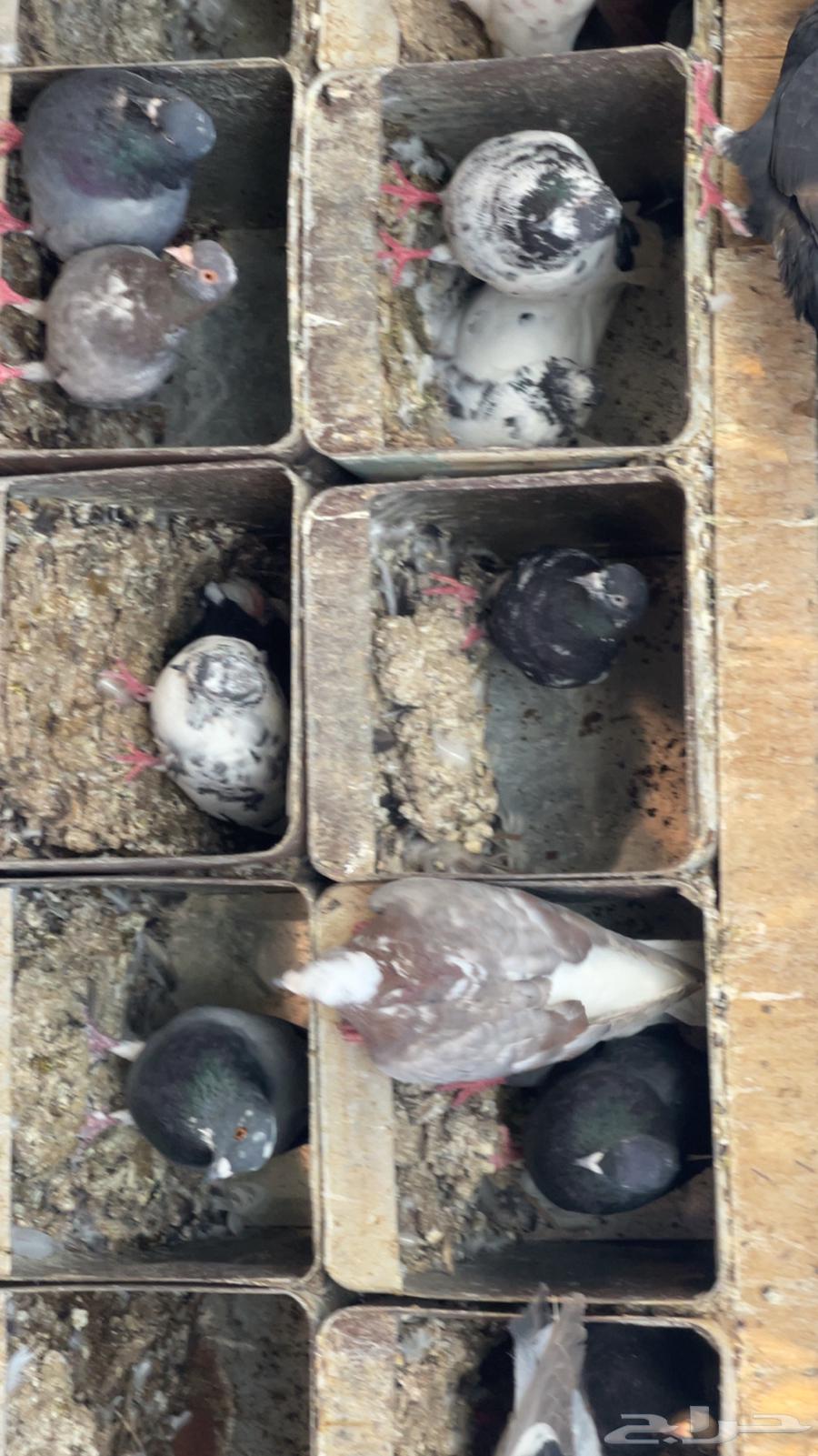 Dove64373876406145113