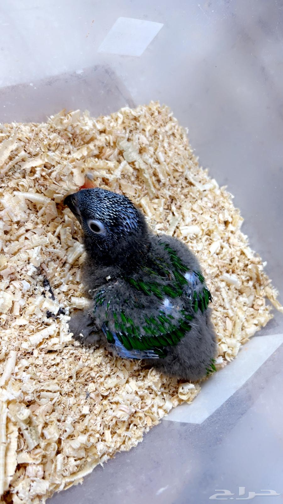 فرخ يلوستريك اندر الفروخ64372960327938111