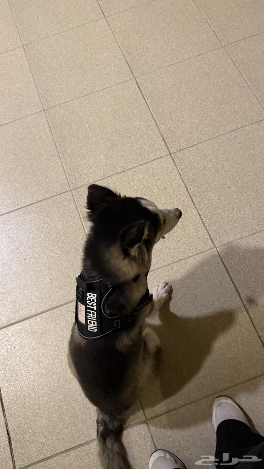 كلب هاسكي للبيع64374685618305112