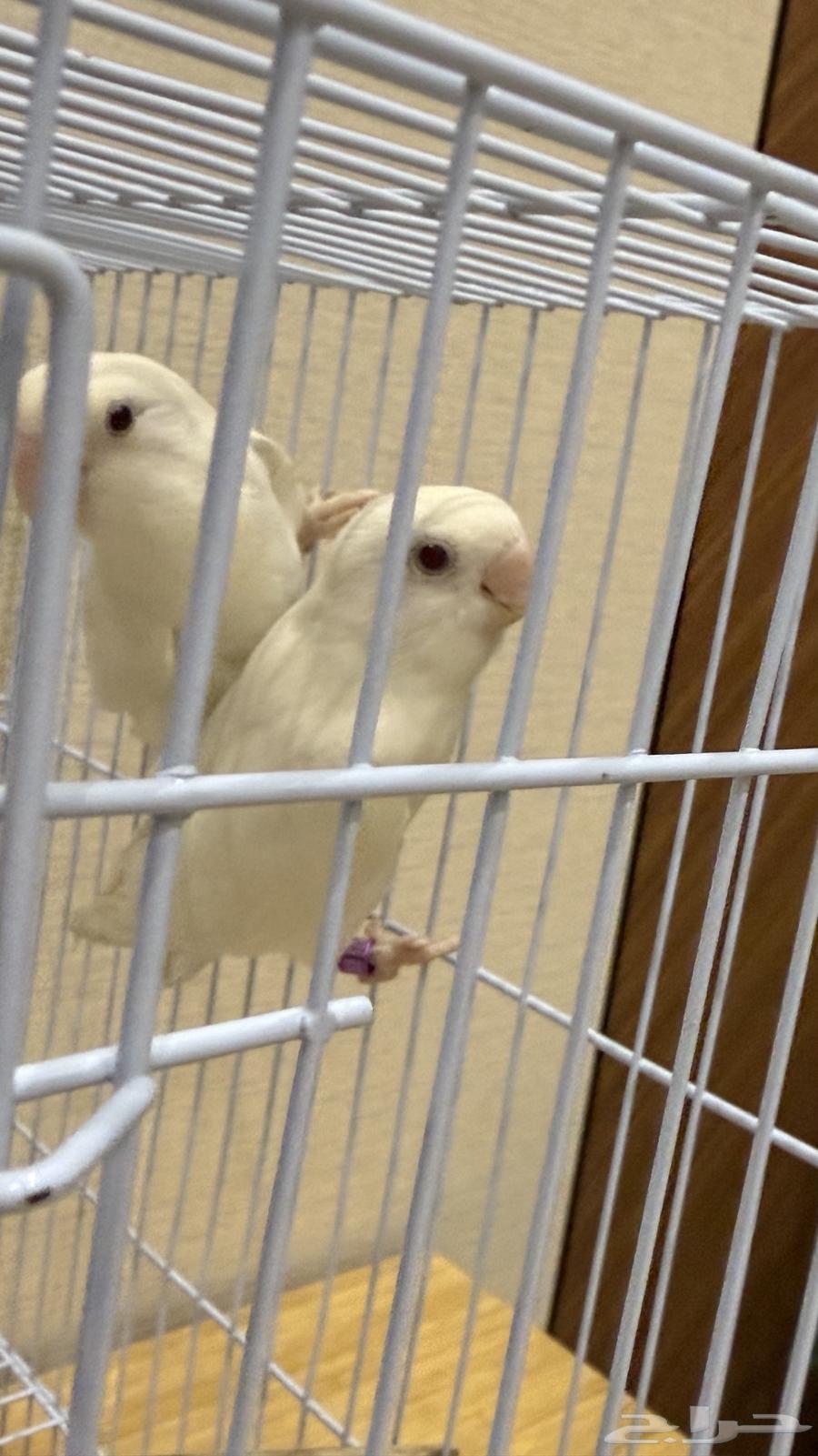 جوز روز البينو عيور حمر صافي 4 بيضات64372609165059110