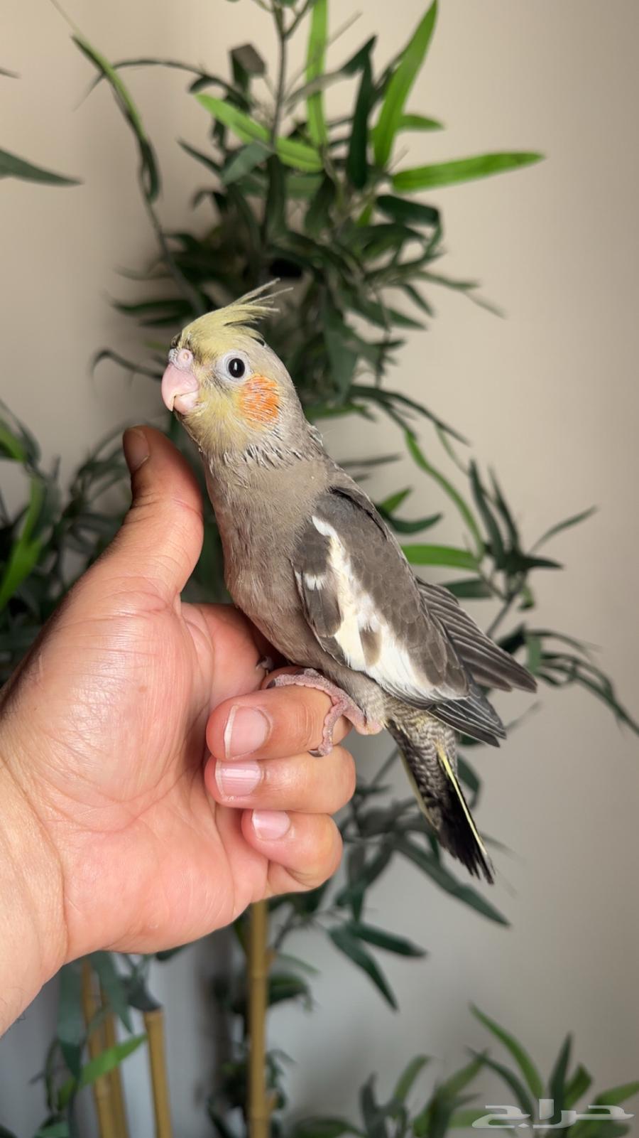 Pakistani Rooster, Jumbo Size, Accustomed to Being Alone64335862048385110