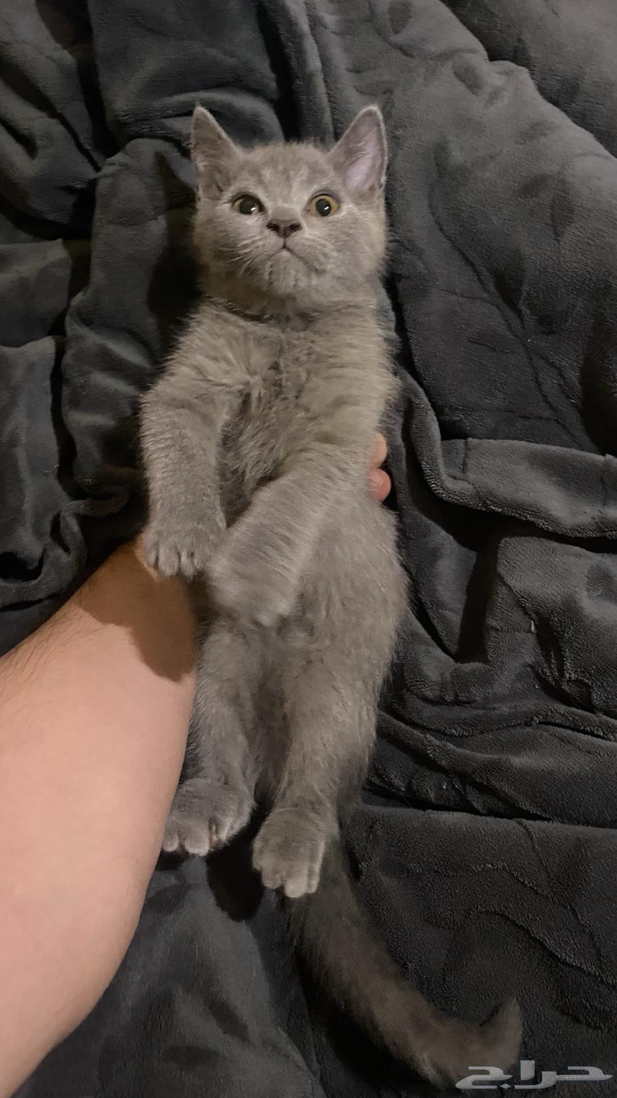 كيتن قطوه سكوتش للبيع64369674579201112