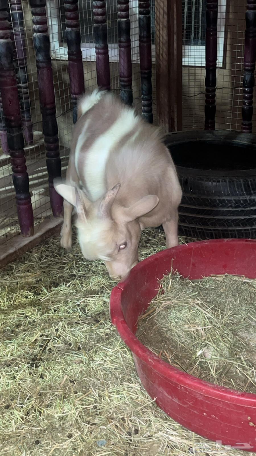 تيس قزمي للبيع64373742696451113