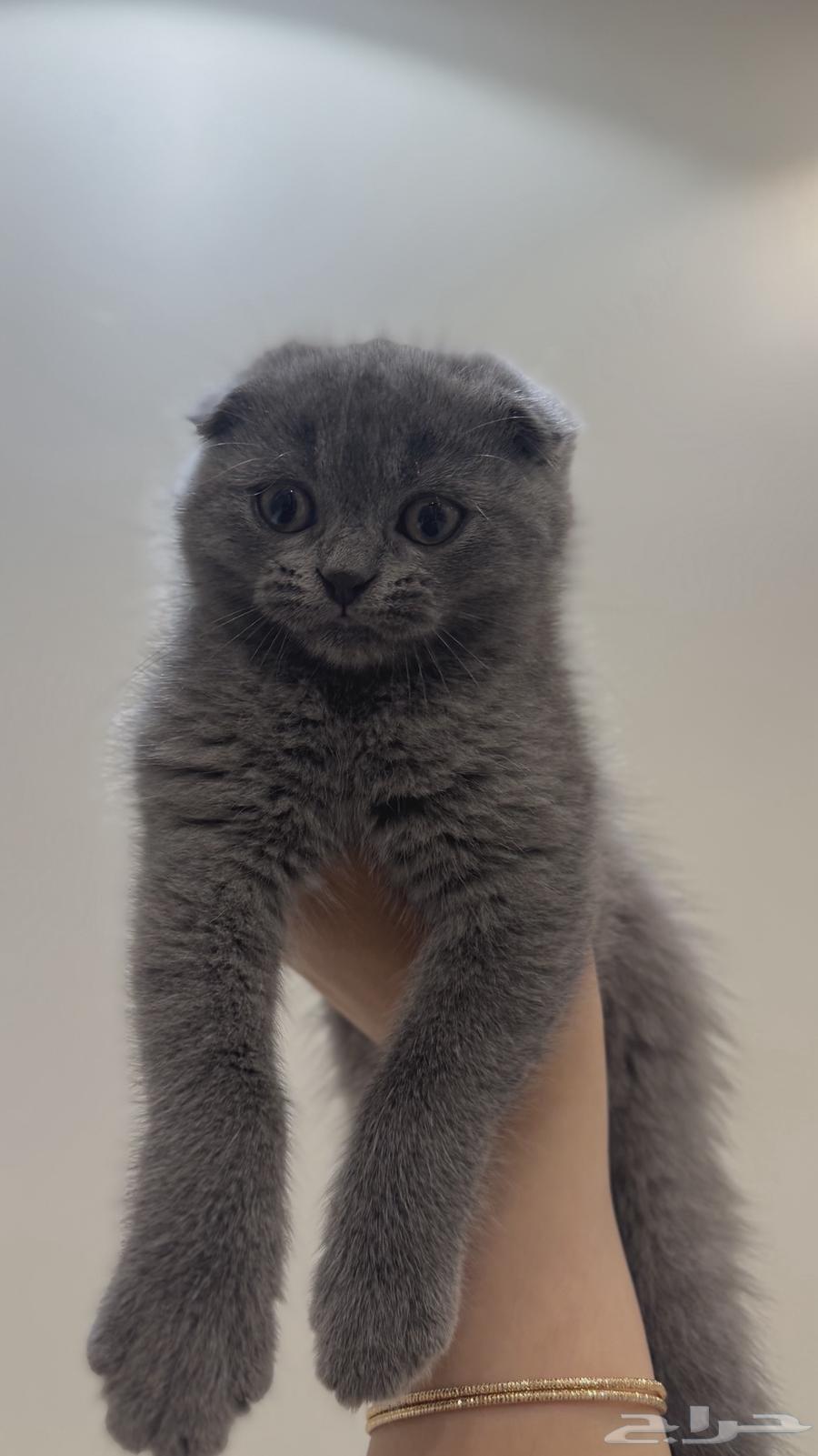 كيتن سكوتش فولد سيل ر64373610105729110