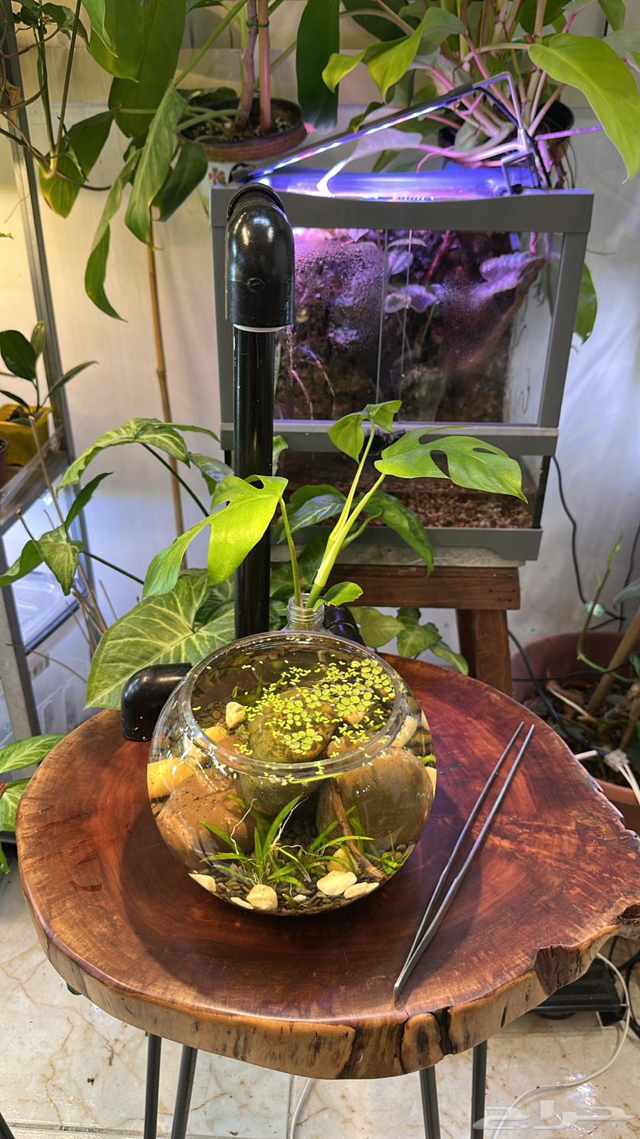 طاوله خشب طبيعيه مع حوض سمك مزروع64370612106115114
