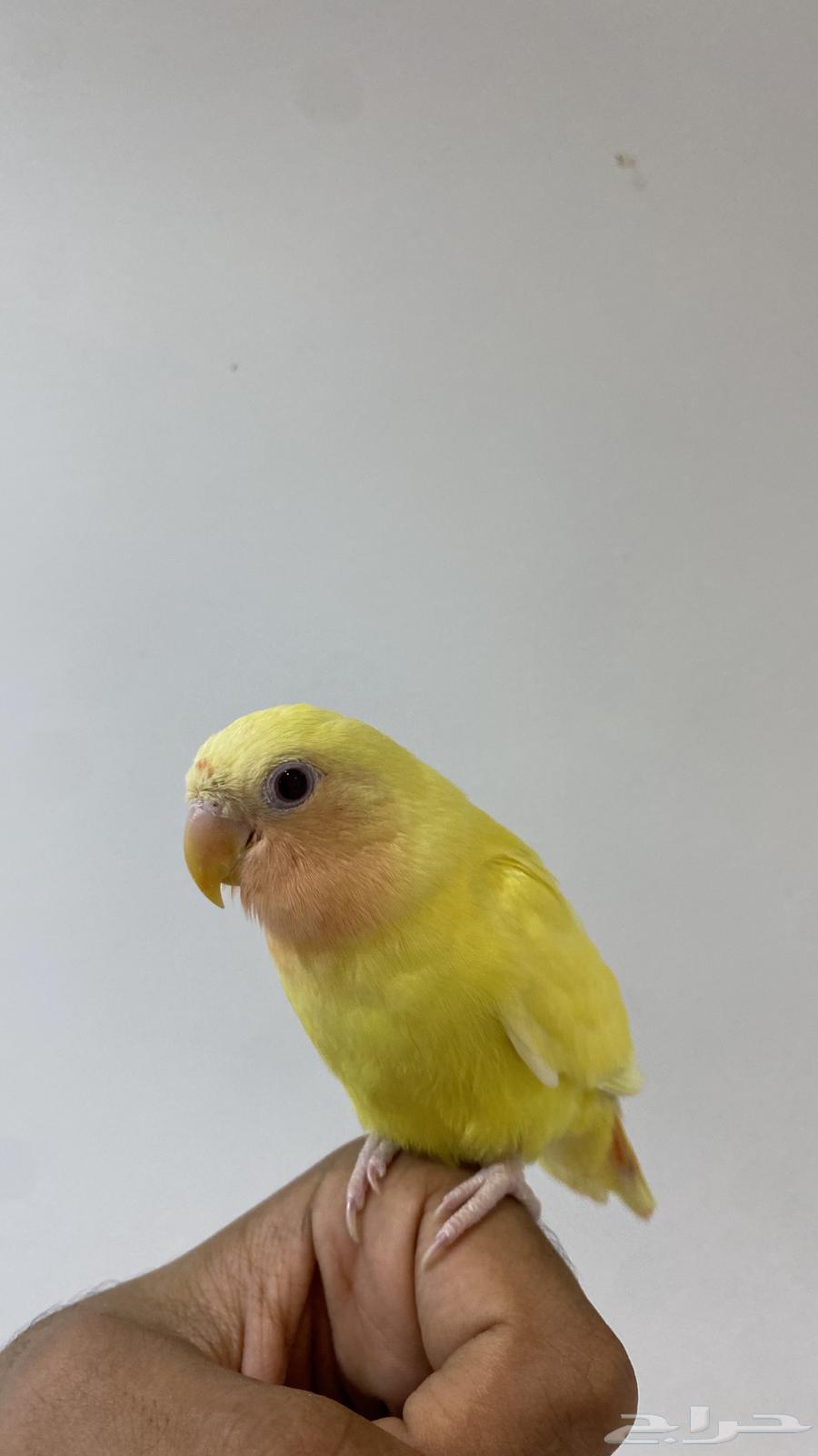 روز اليف لاتينو هدد داخلي للبيع64370957987713110