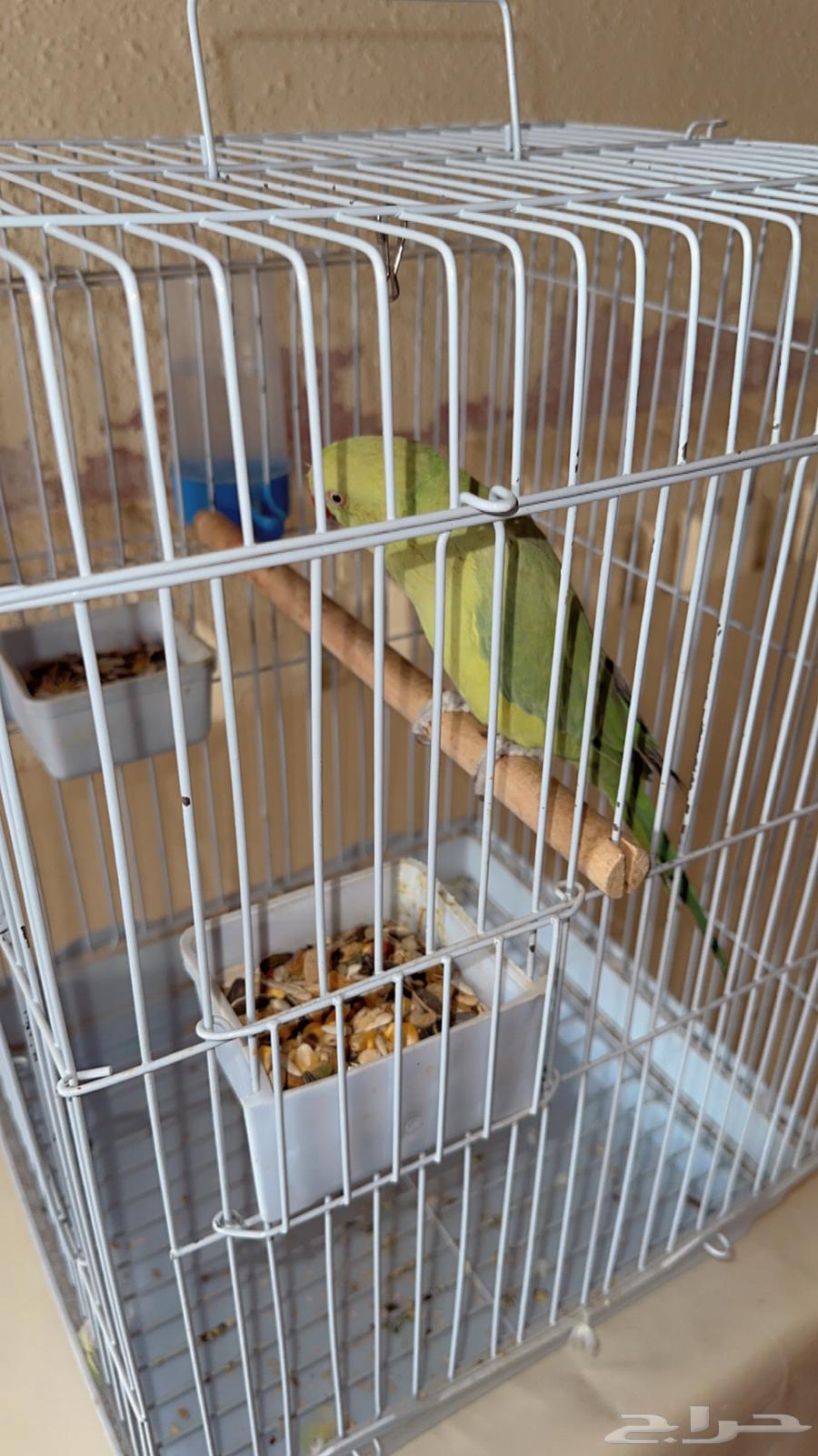 ببغاء در ة يقلد النغمات واصوات الكناري64370352127233112