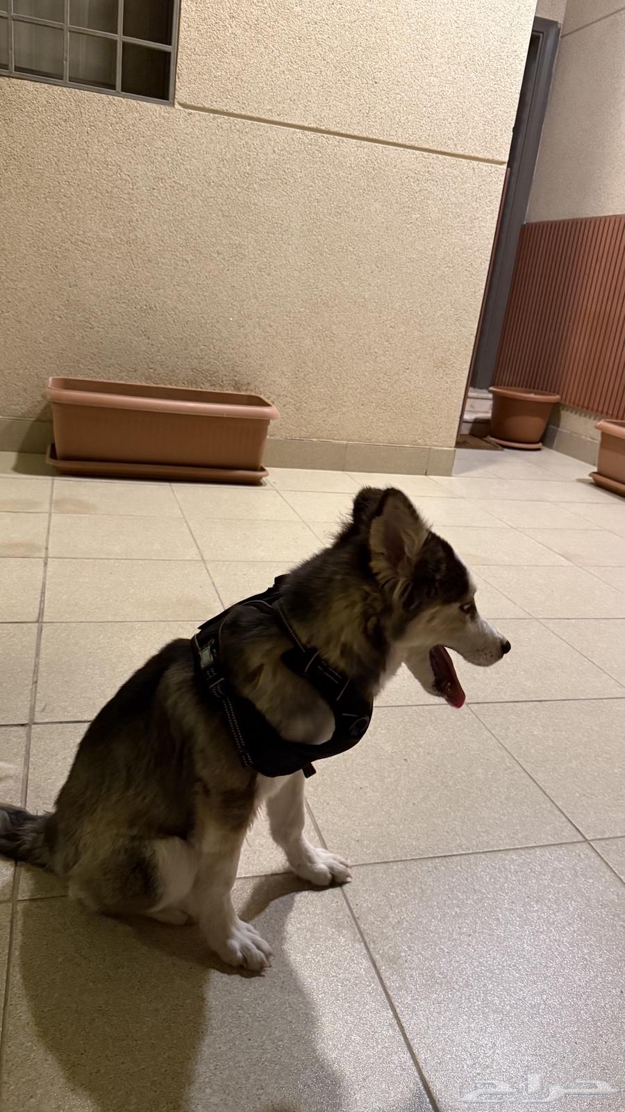 كلب هاسكي للبيع64374685618305110