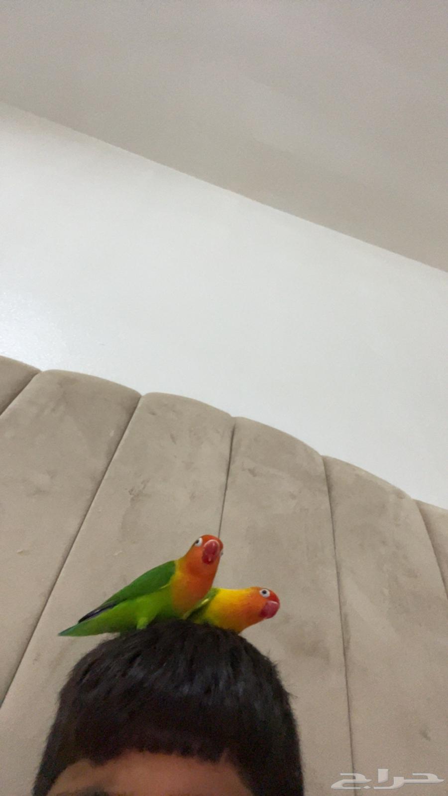 للبيع 400 معا قفصين معا حقت اكال 4 حقت ما 4 خوك64369937560705114