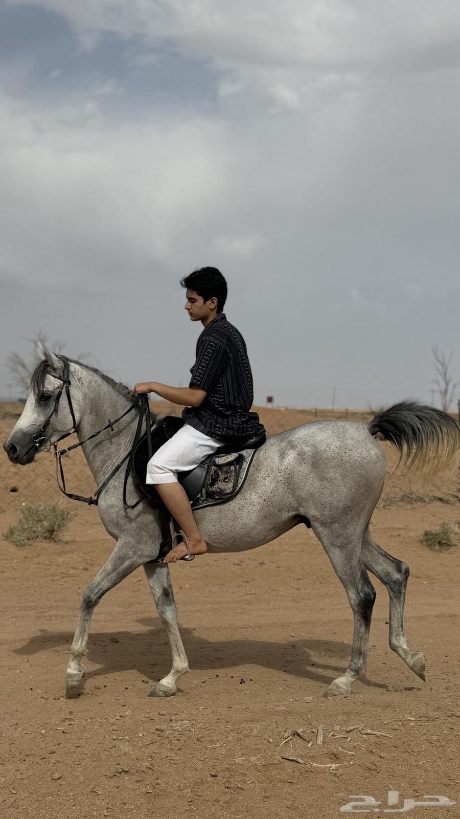 حصان شعبي للبيع64376705519235112