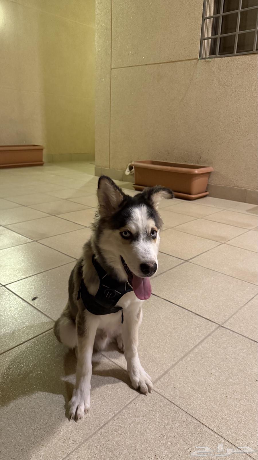 كلب هاسكي للبيع64374685618305113