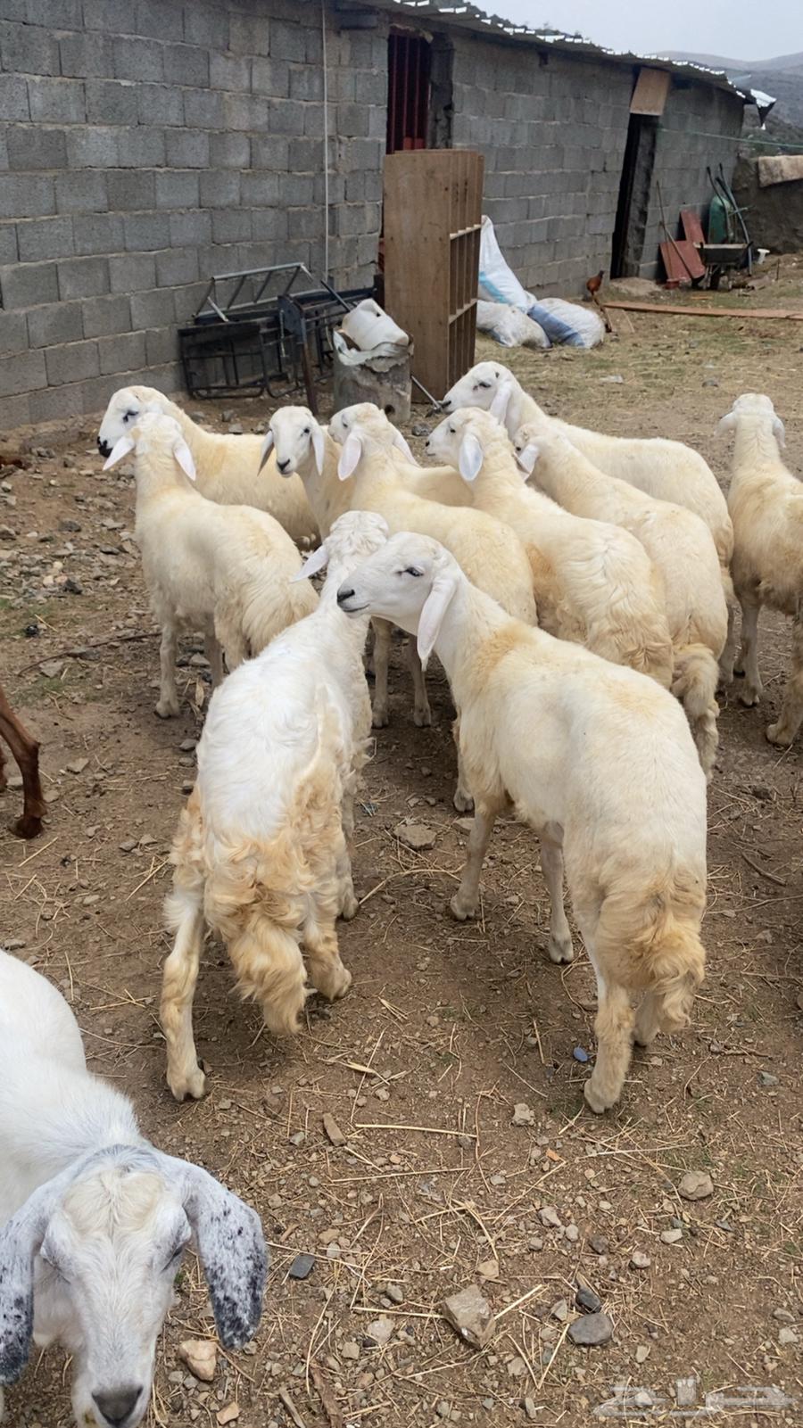 طليان للبيع تنومة64368207757313114