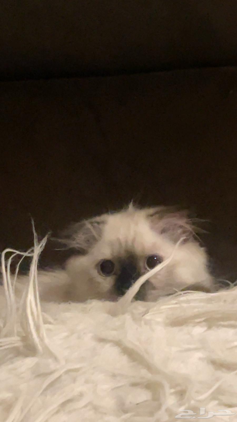 قطه سكوتش من ام هملايا للبيع64376735202945110