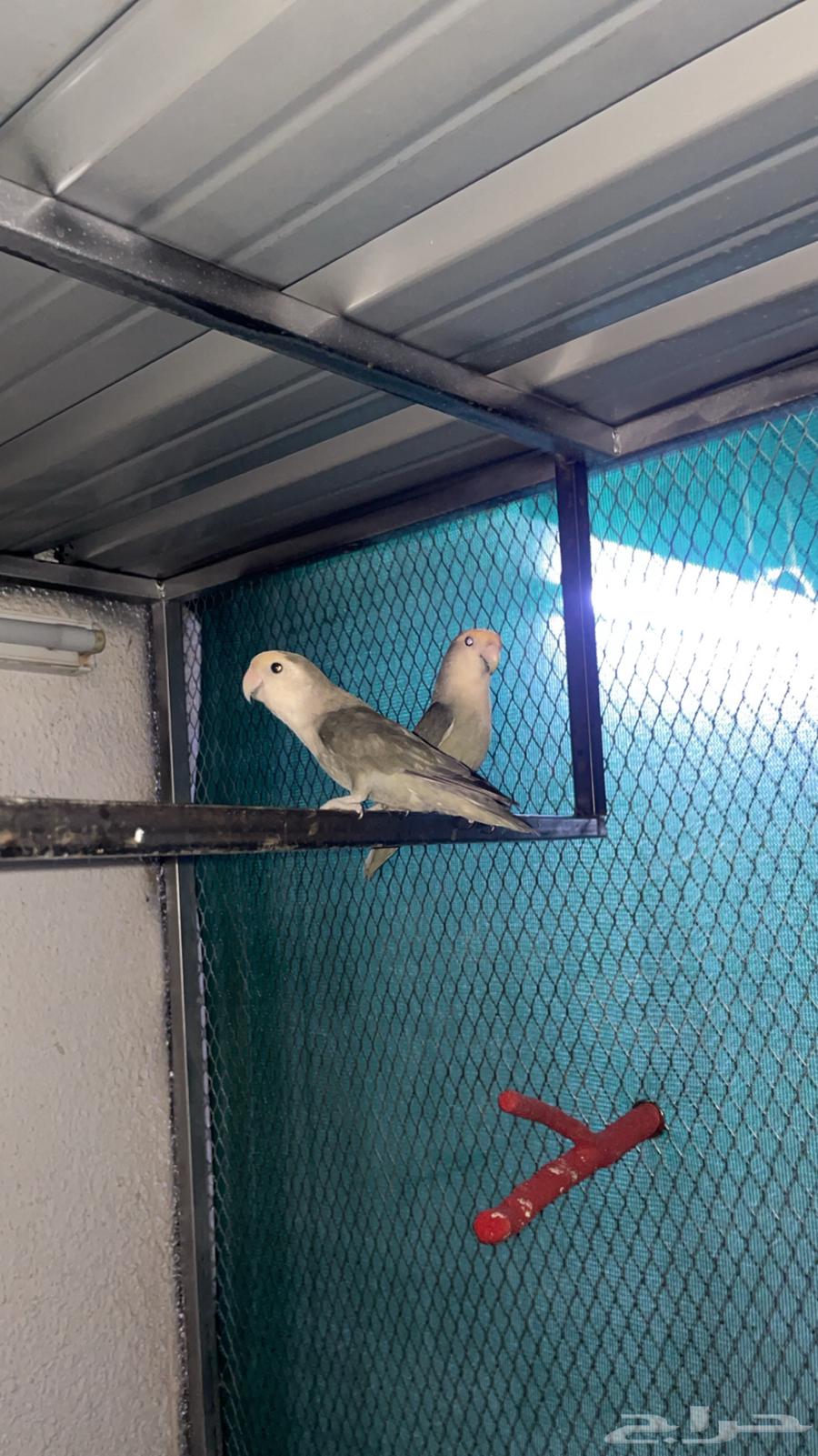 للبيع 5 أجواز روز64373787577089110