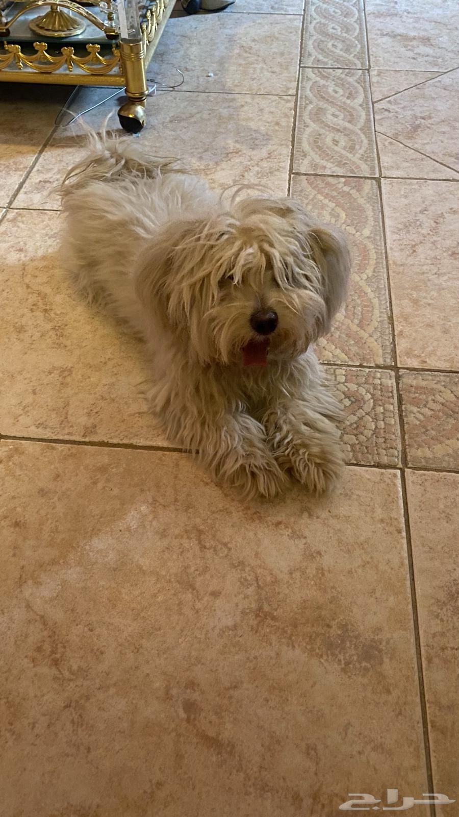 كلب للبيع64365335576195110