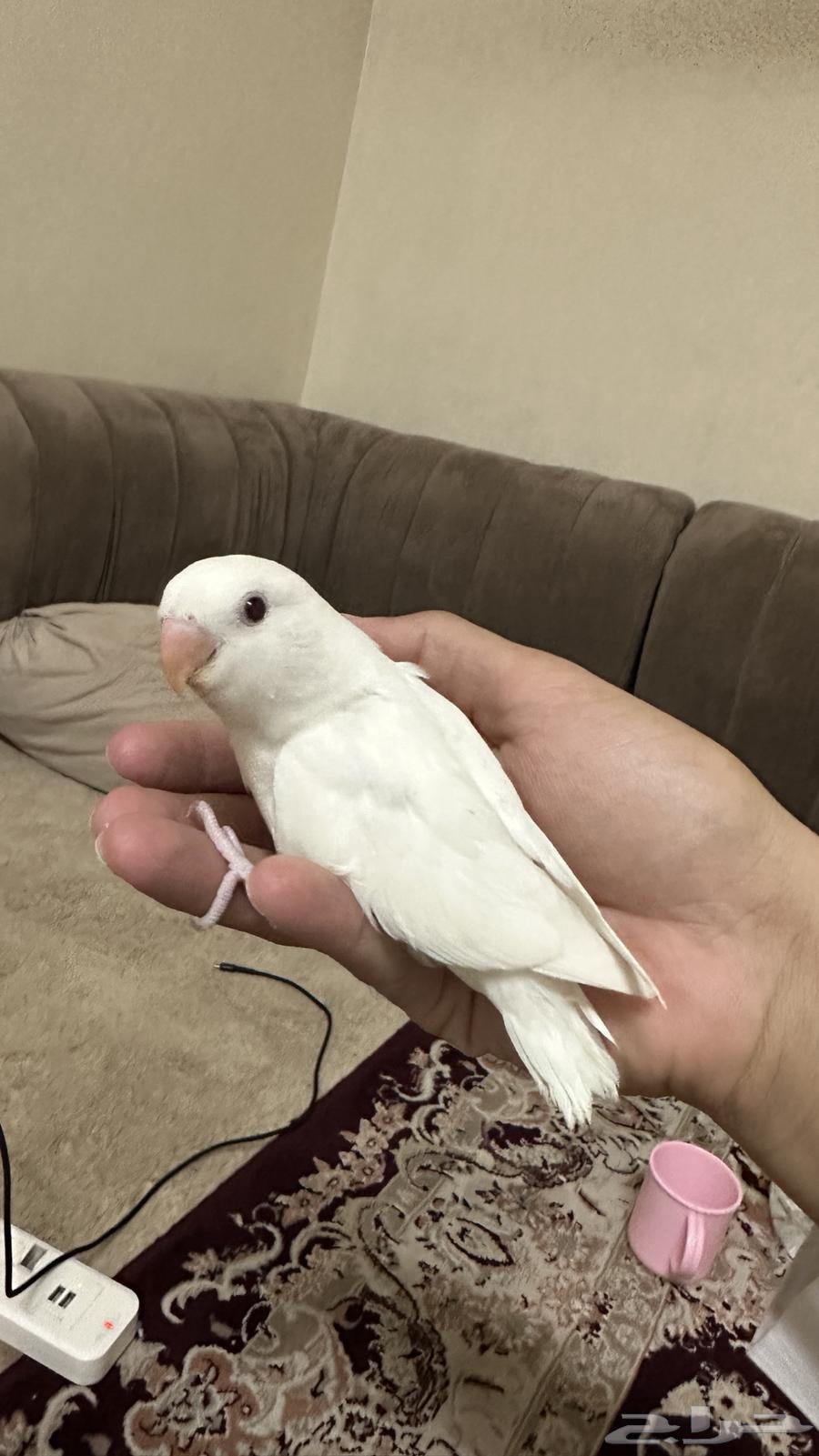 Froukh Roz Albinu64373019569155114