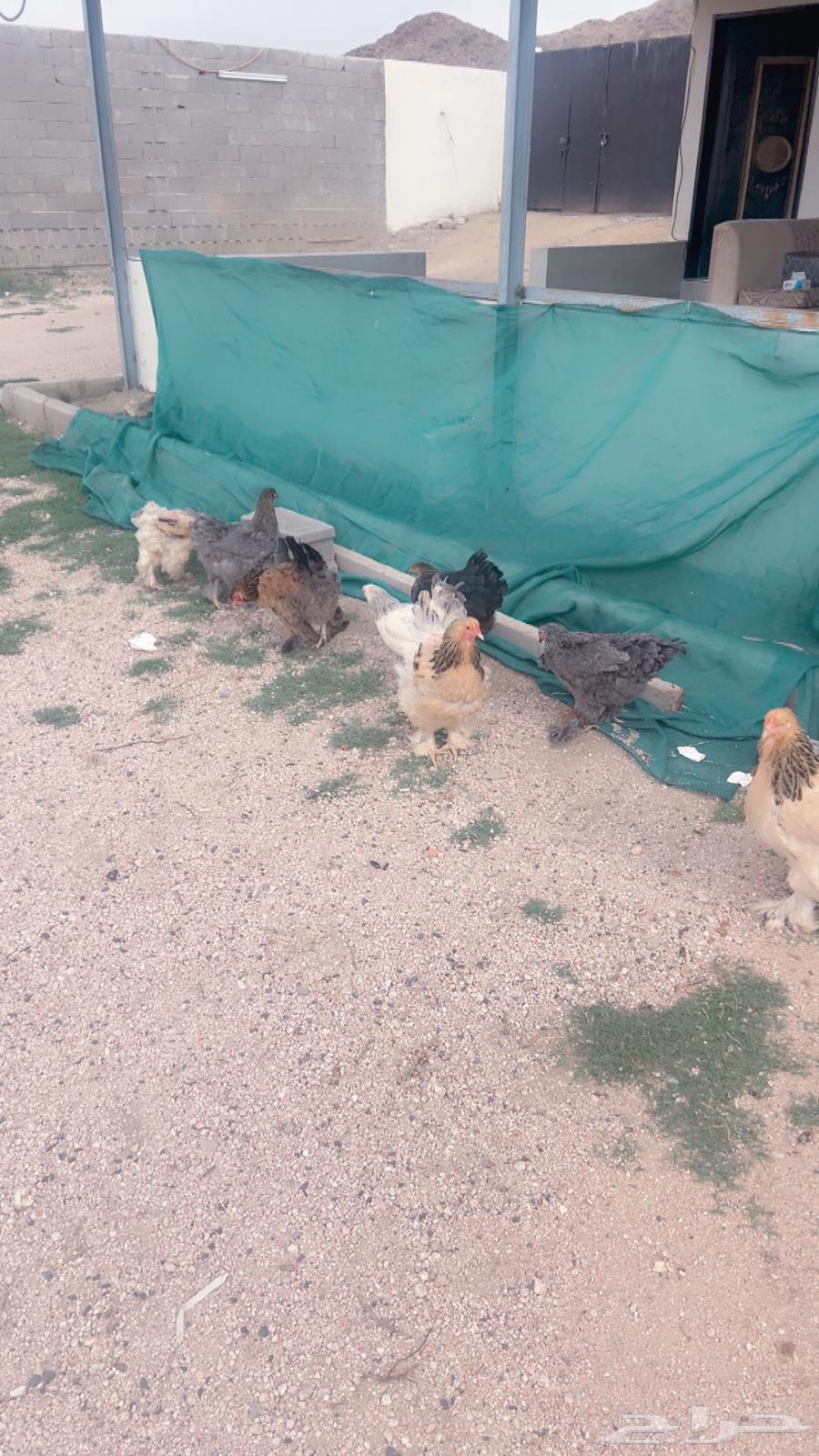 بيض براهما للبيع64369586139523112