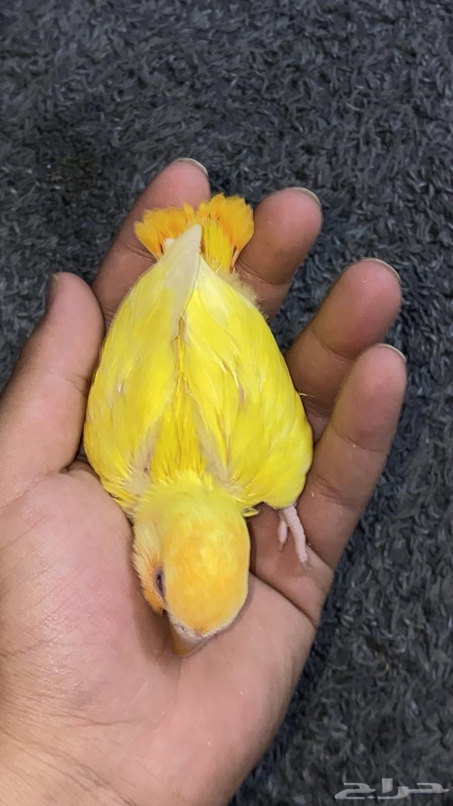 فرخ روز اليف جدا64372930735873113