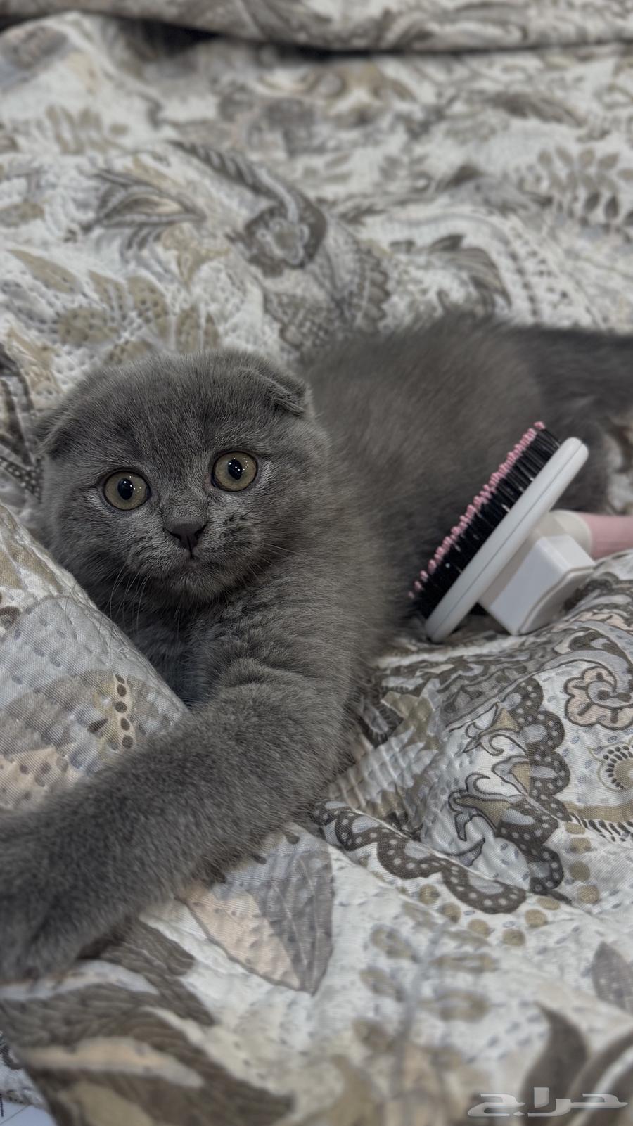 كيتن سكوتش فولد سيل ر64373610105729111