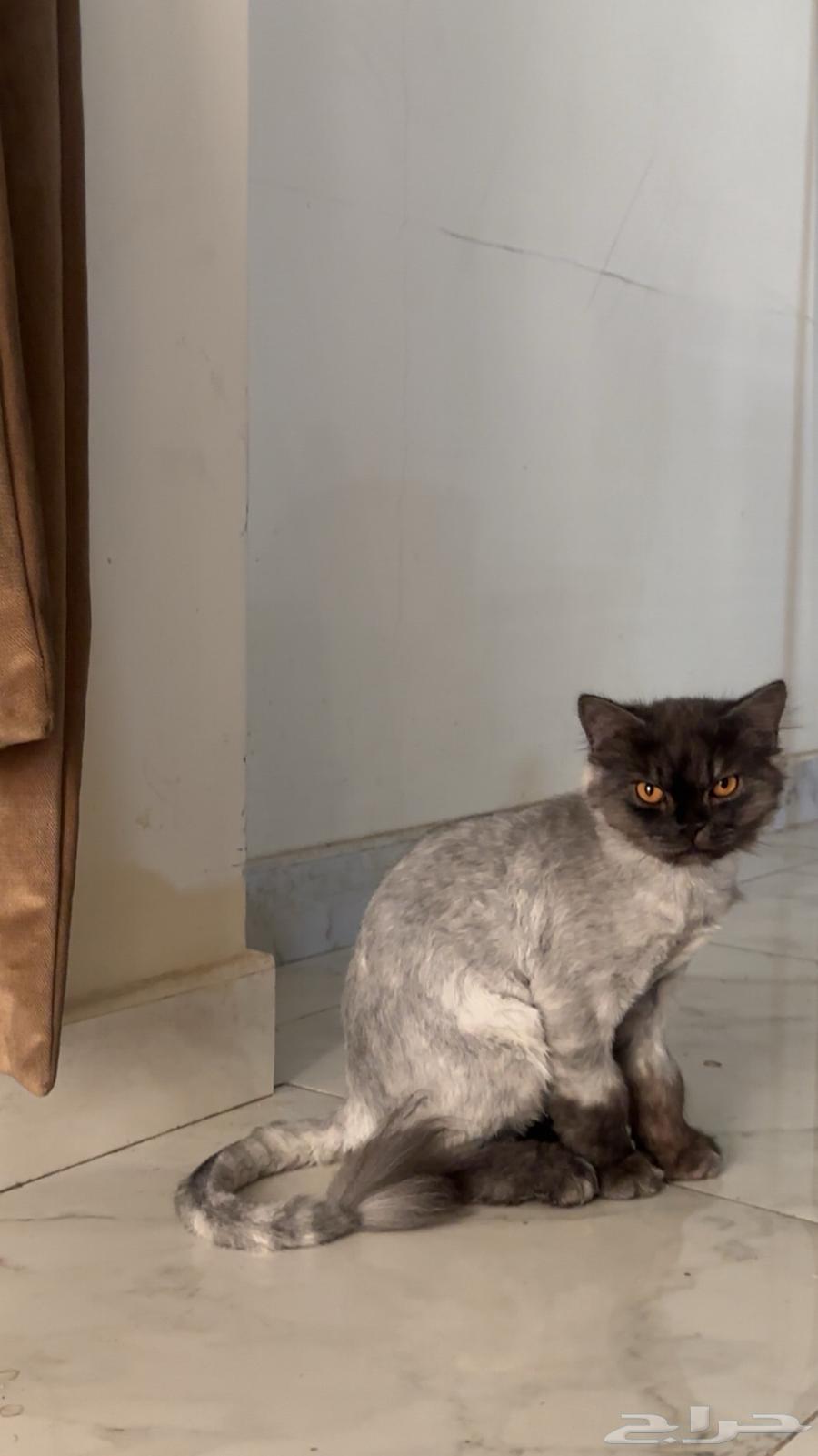 ثلاث قطط للبيع شيرازيه ومميزه64372653417857111