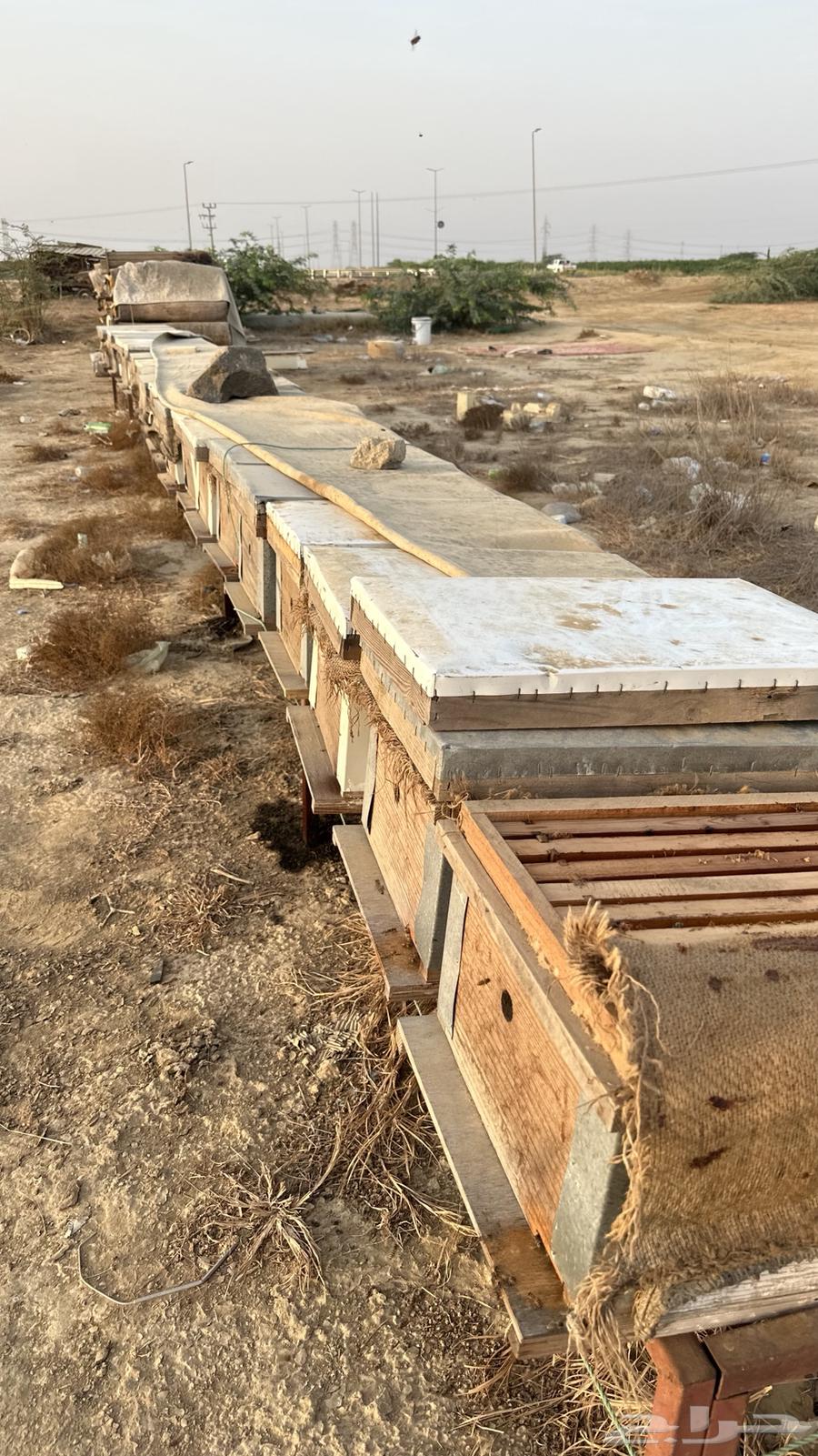 نحل للبيع64373063683587114