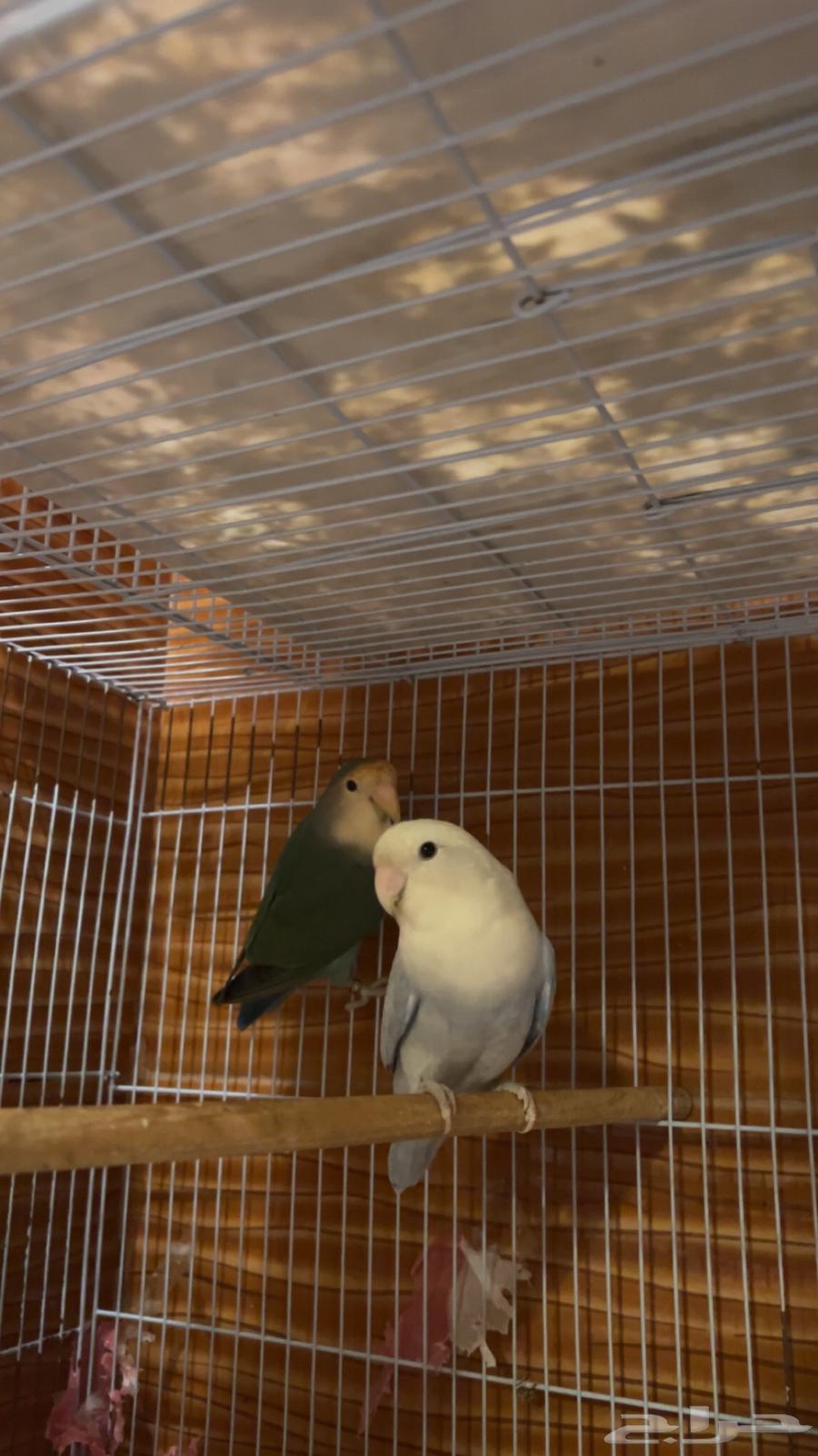 للبيع جوز روز منتج سابقاا64375678743297111