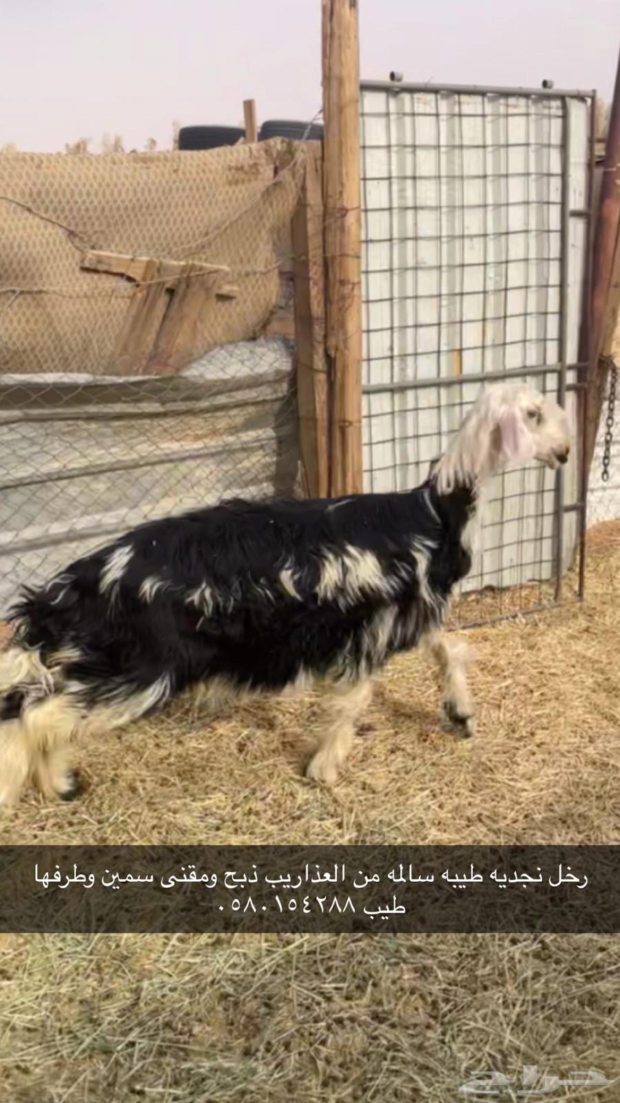 رخل نجديه طيبه64367639796226110