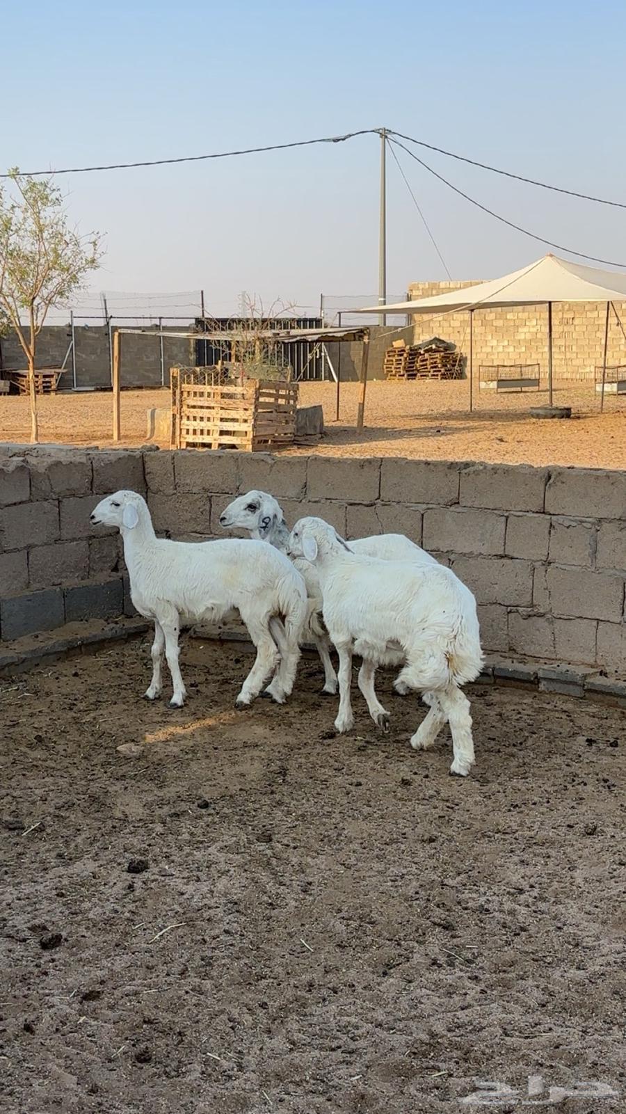 Freedom for them64371379735427113