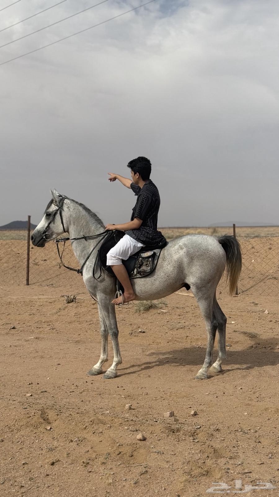 حصان شعبي للبيع64376705519235110