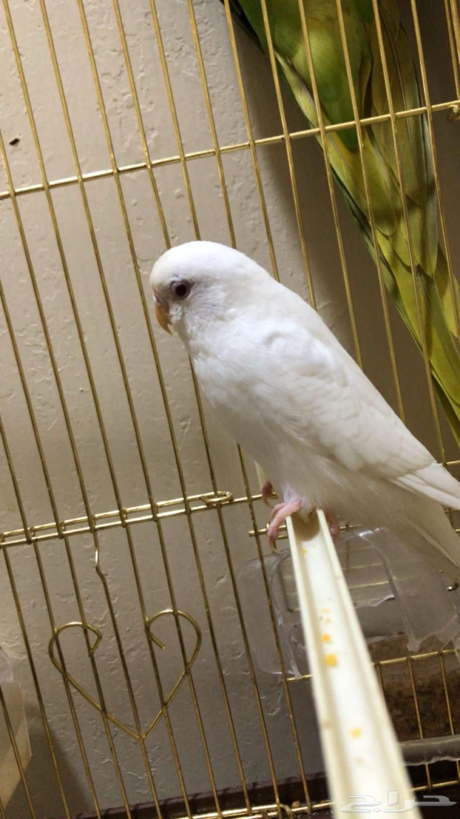 Bird64370986920705111