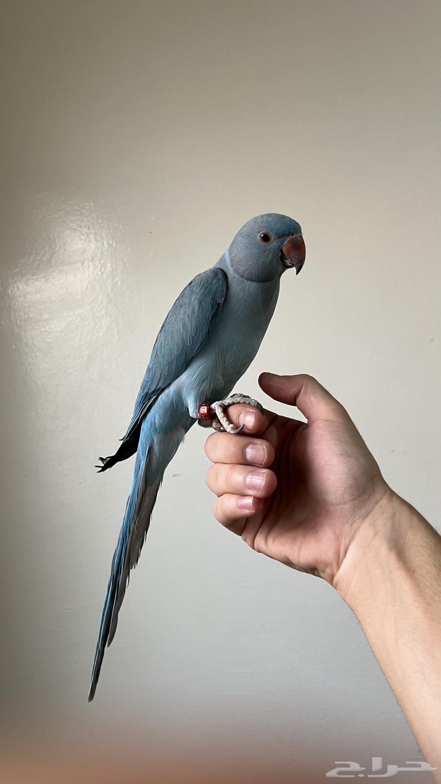 درة هولندية اليفة64367785027843112