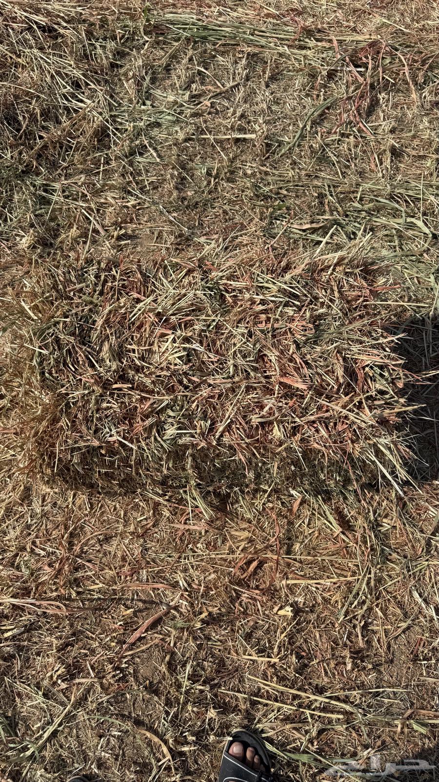 للبيع ذره جيزانيه64369952397954111