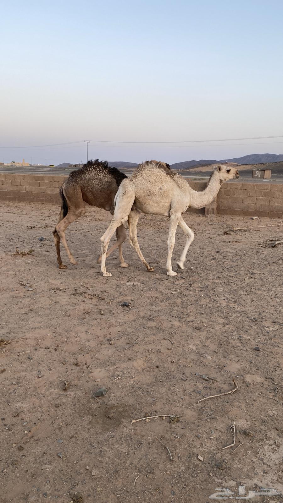 Qa3dan64372550549377111