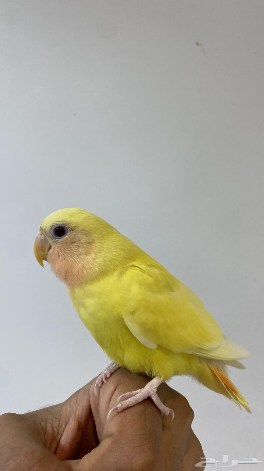 روز اليف لاتينو هدد داخلي للبيع64370957987713111