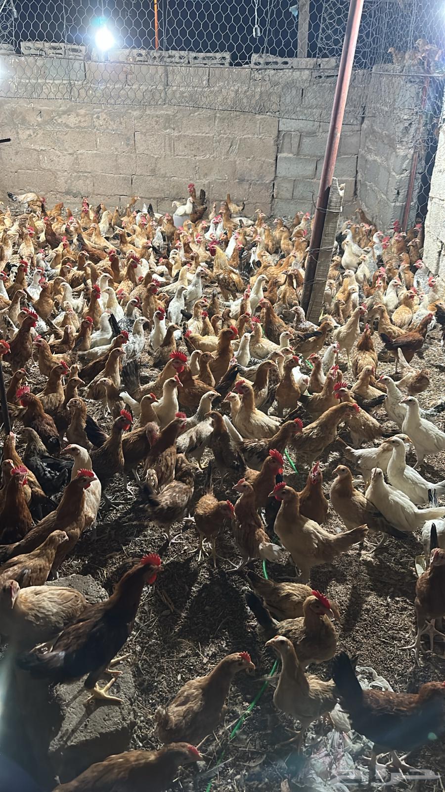 صوص بلدي عمره 3 شهور64376660069891110