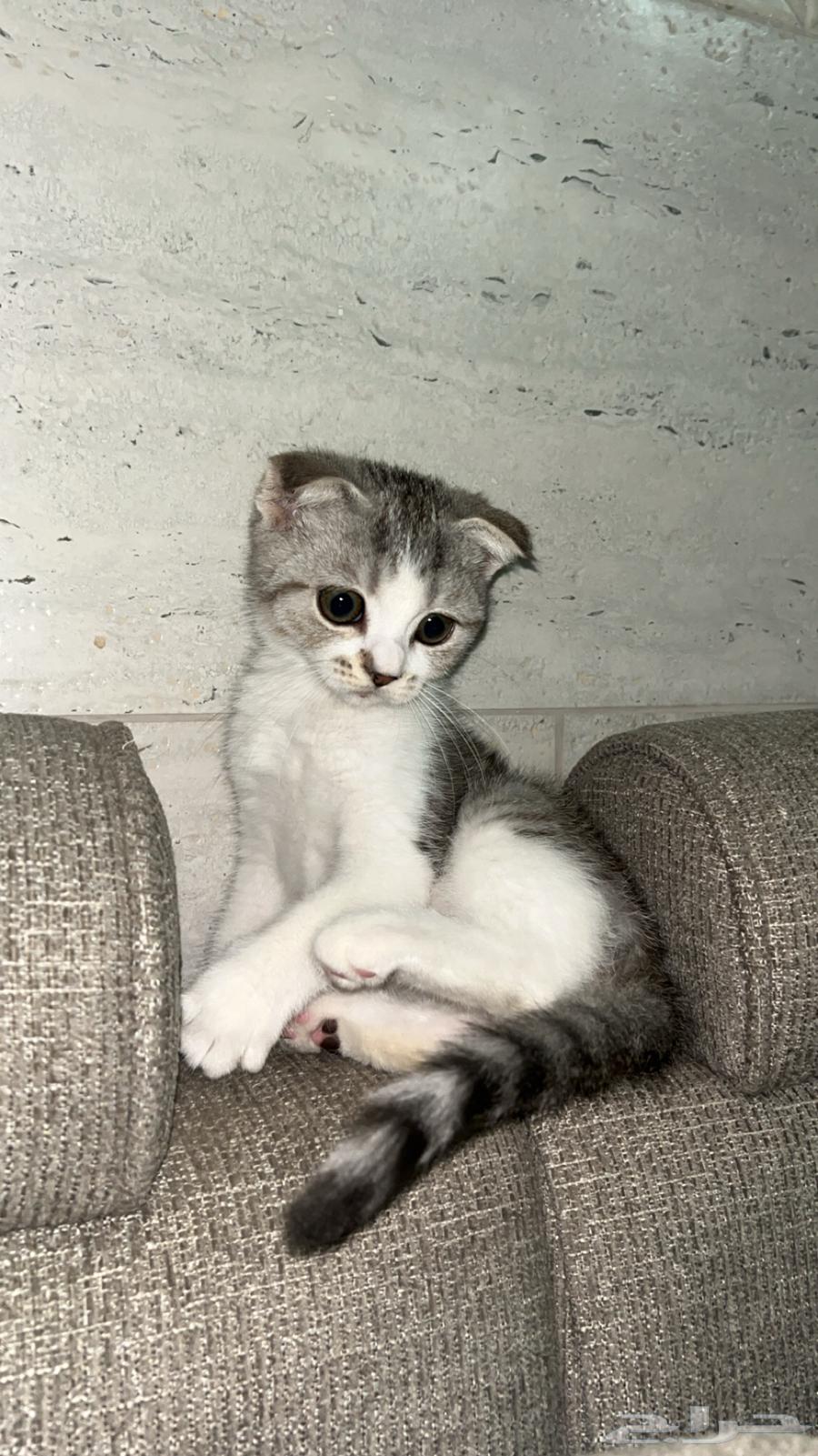 Scotch Cat64371365074819110