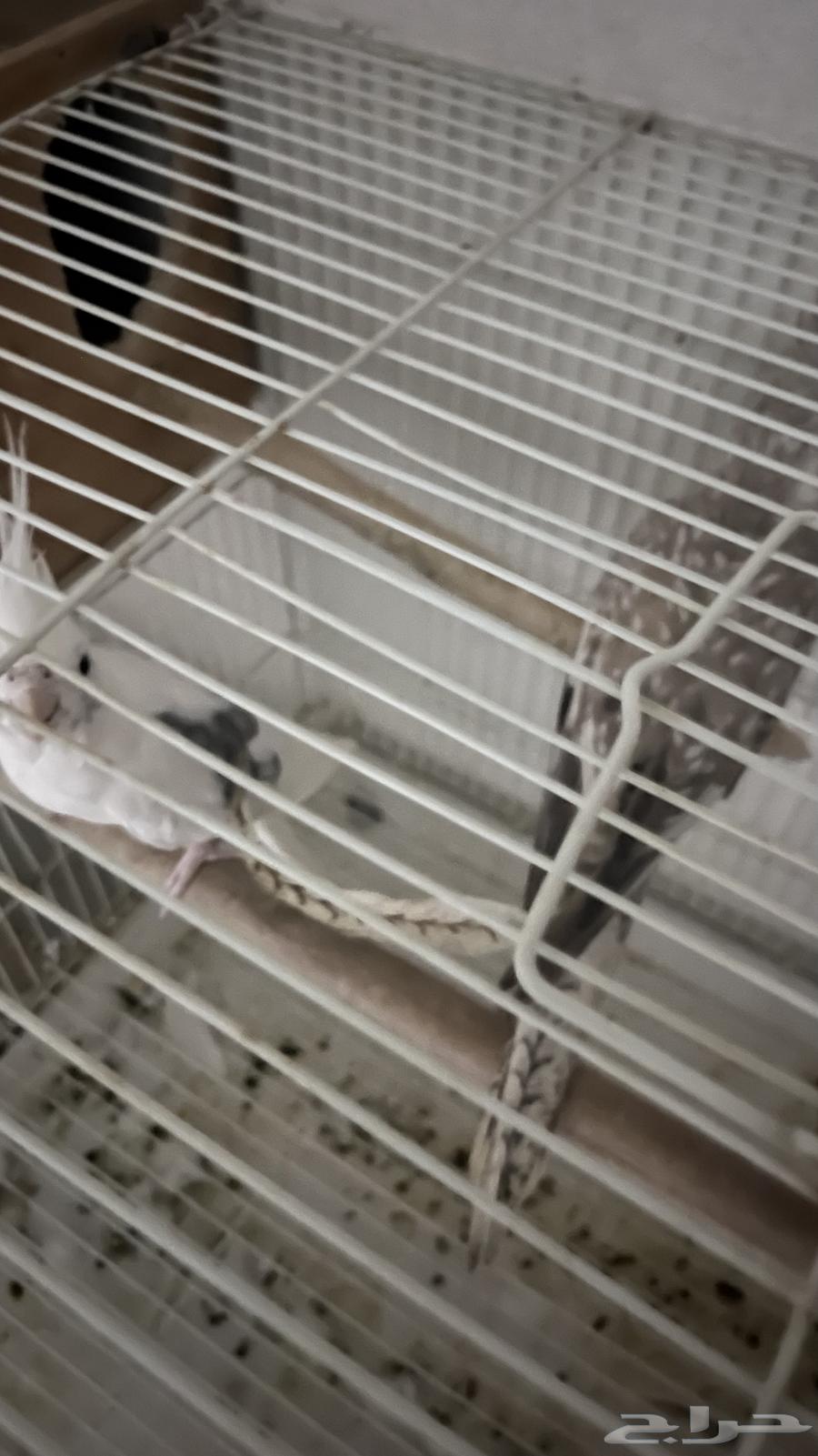 Crown Pair of Mutations64369733022465112