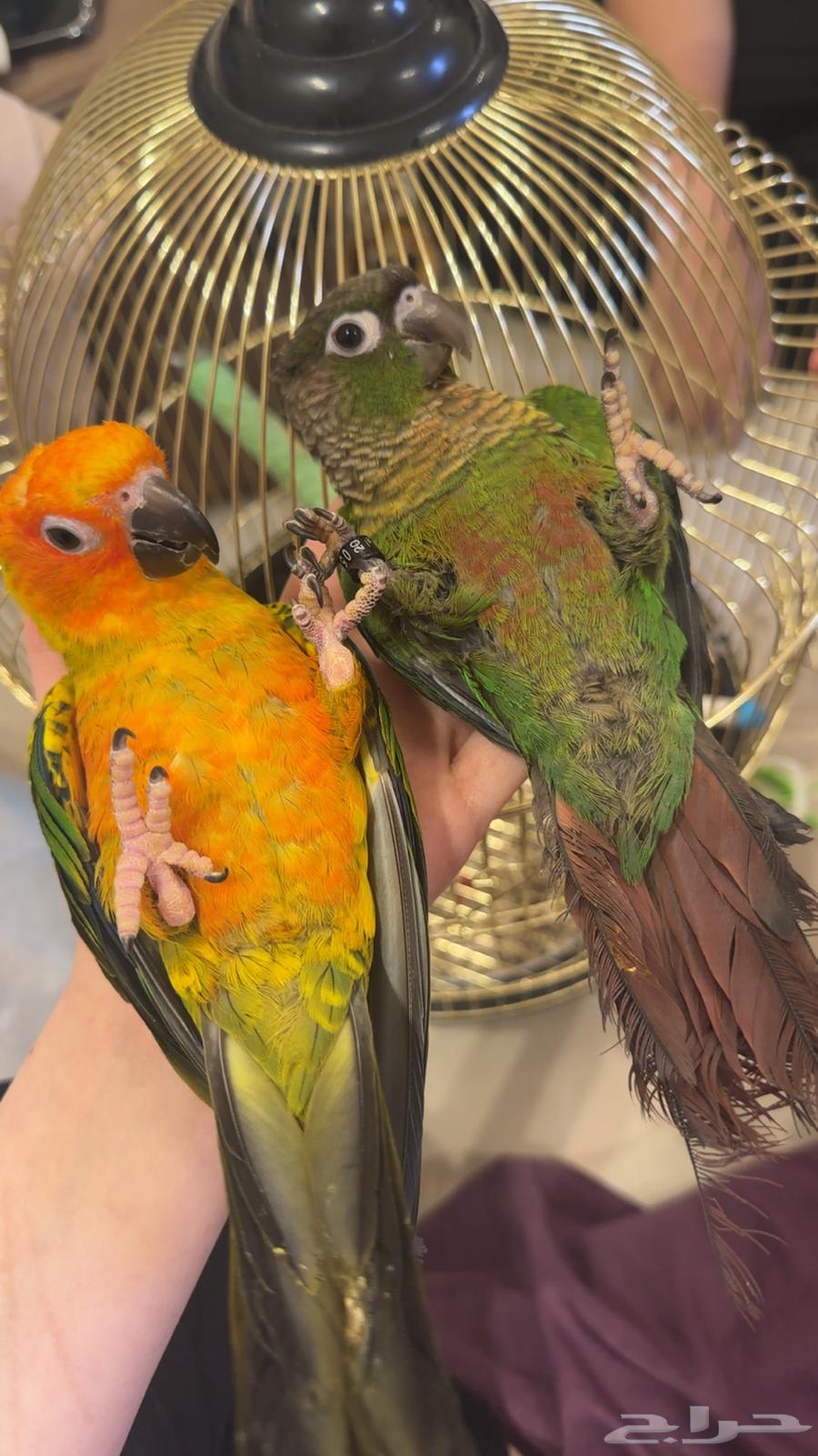 طيور قرين شيك وصن كنيور ولافه وكلام وهدد64371481806465110