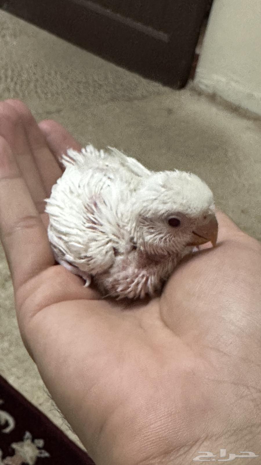 Froukh Roz Albinu64373019569155111