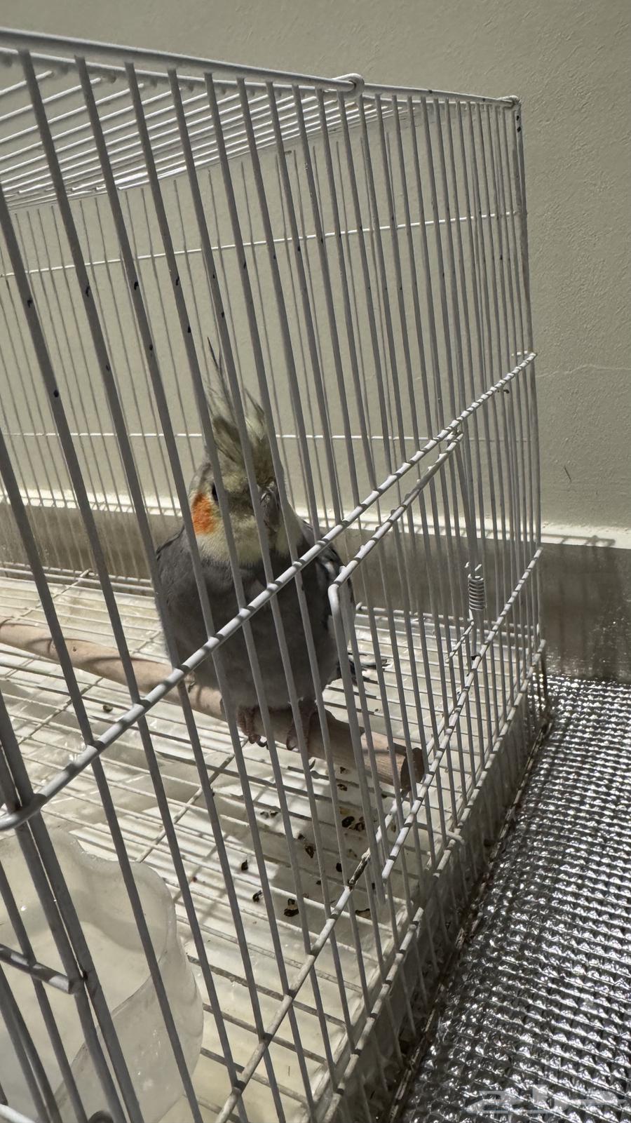 طائر الكروان للبيع مع قفص64364053899009113