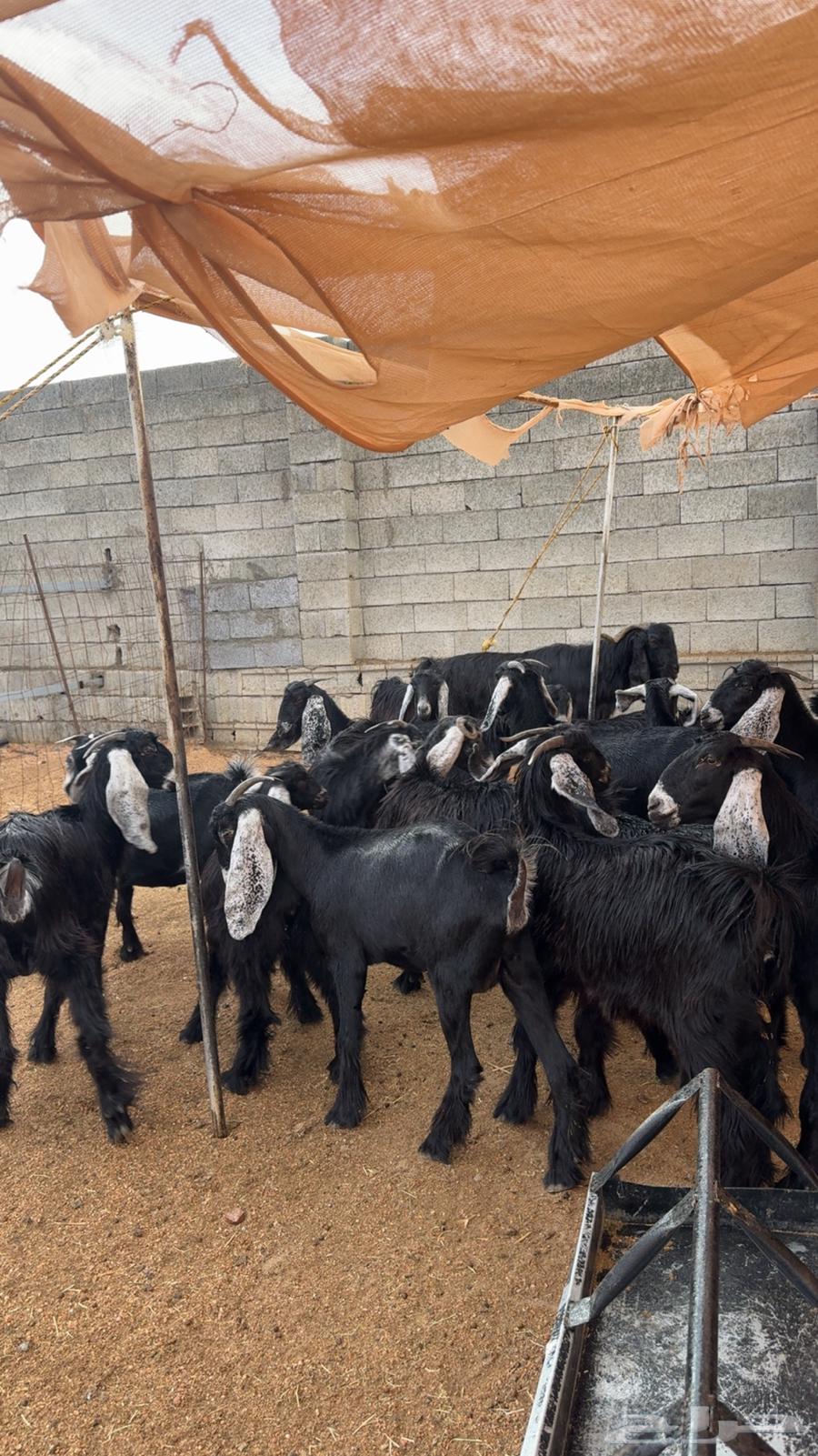 معزى عوارض للبيع بفحلها جذعه وثنيه64373462722691111