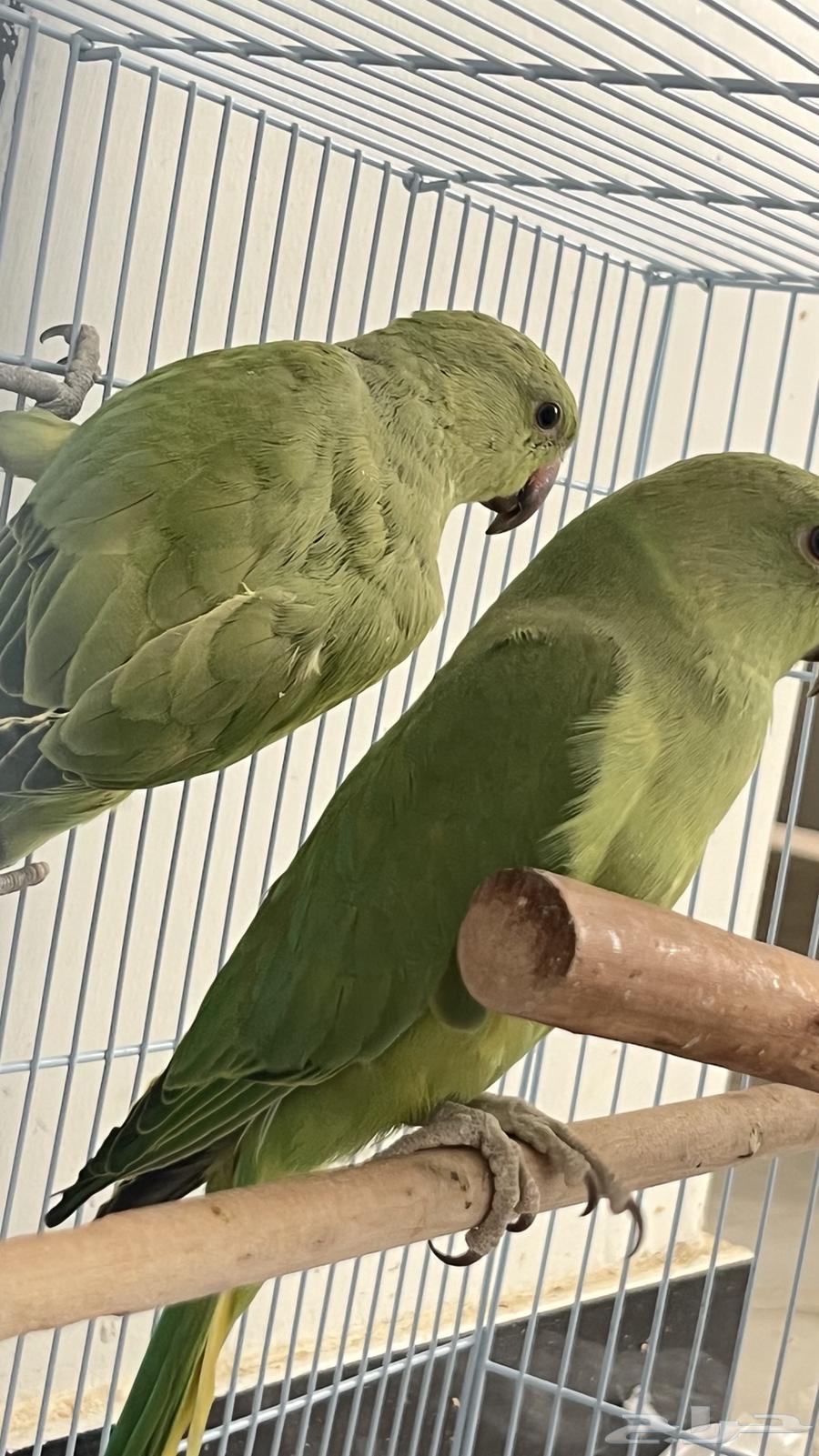 دره هندي للبيع64370366695553111