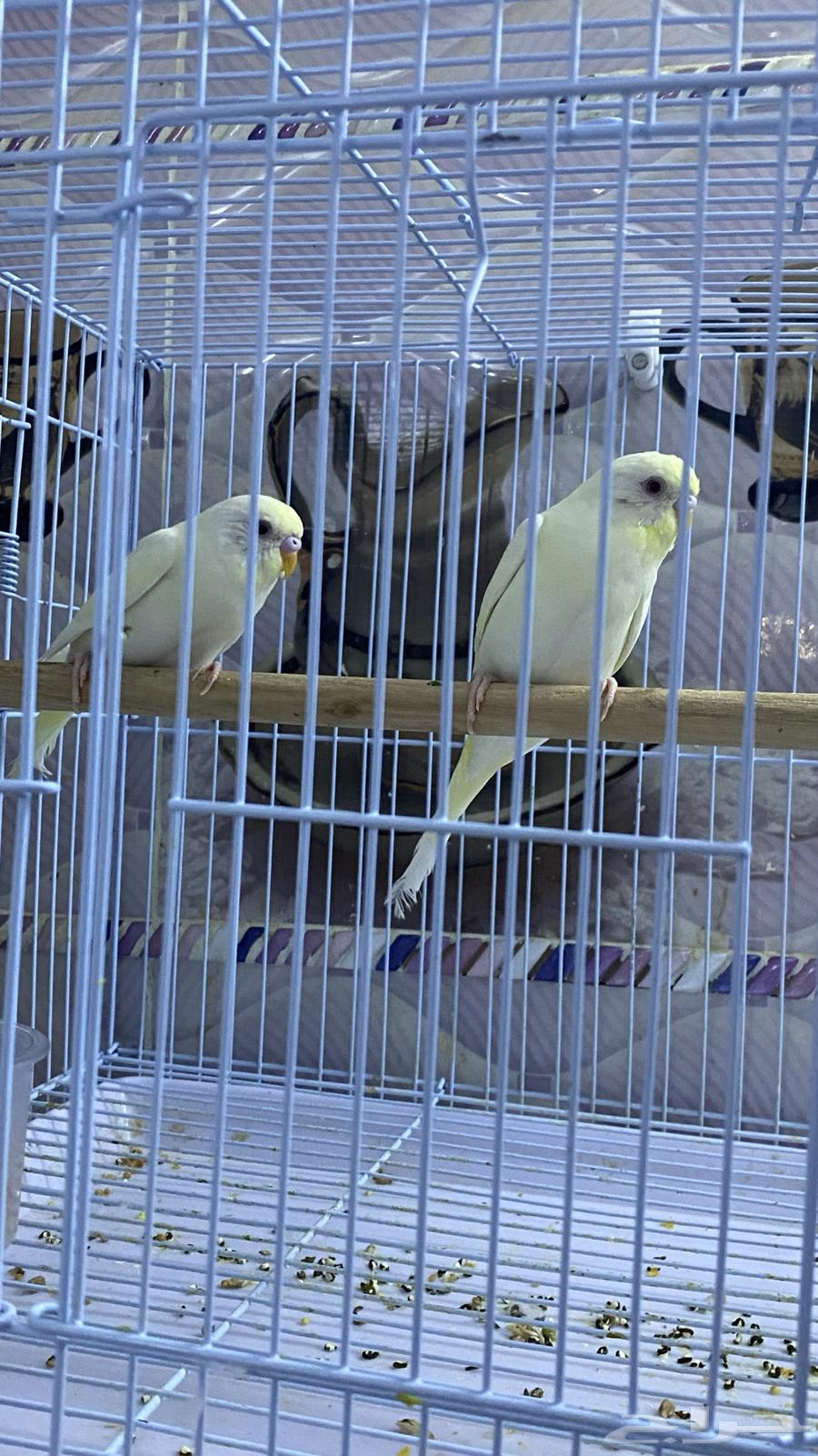 طيور الحب ( الزينة )64371016345346110