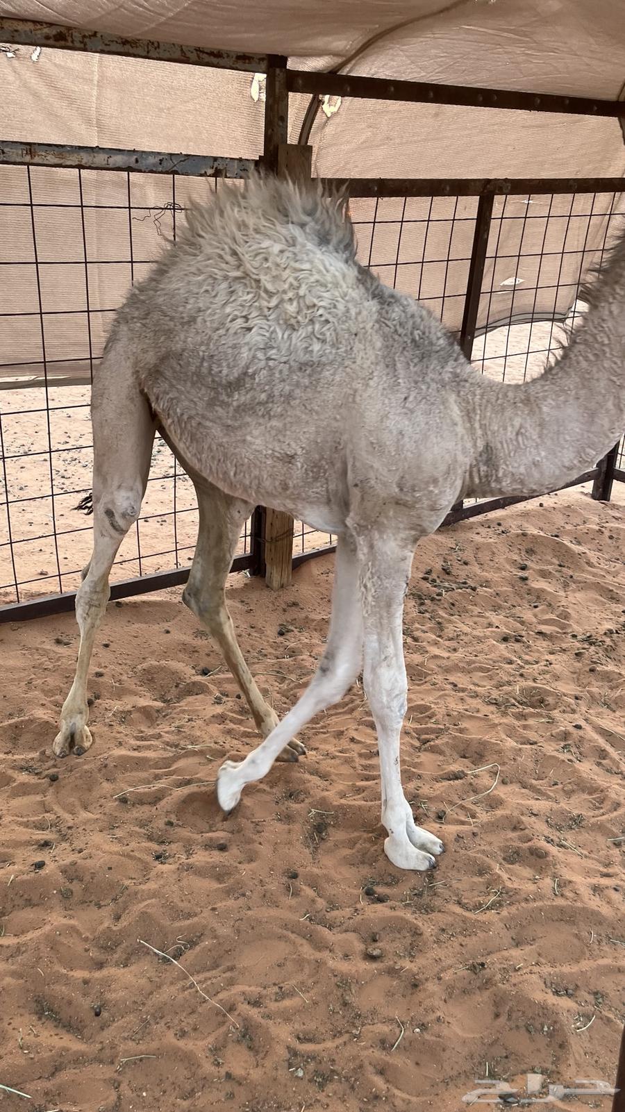 البيع بكره قصب64374215499139112