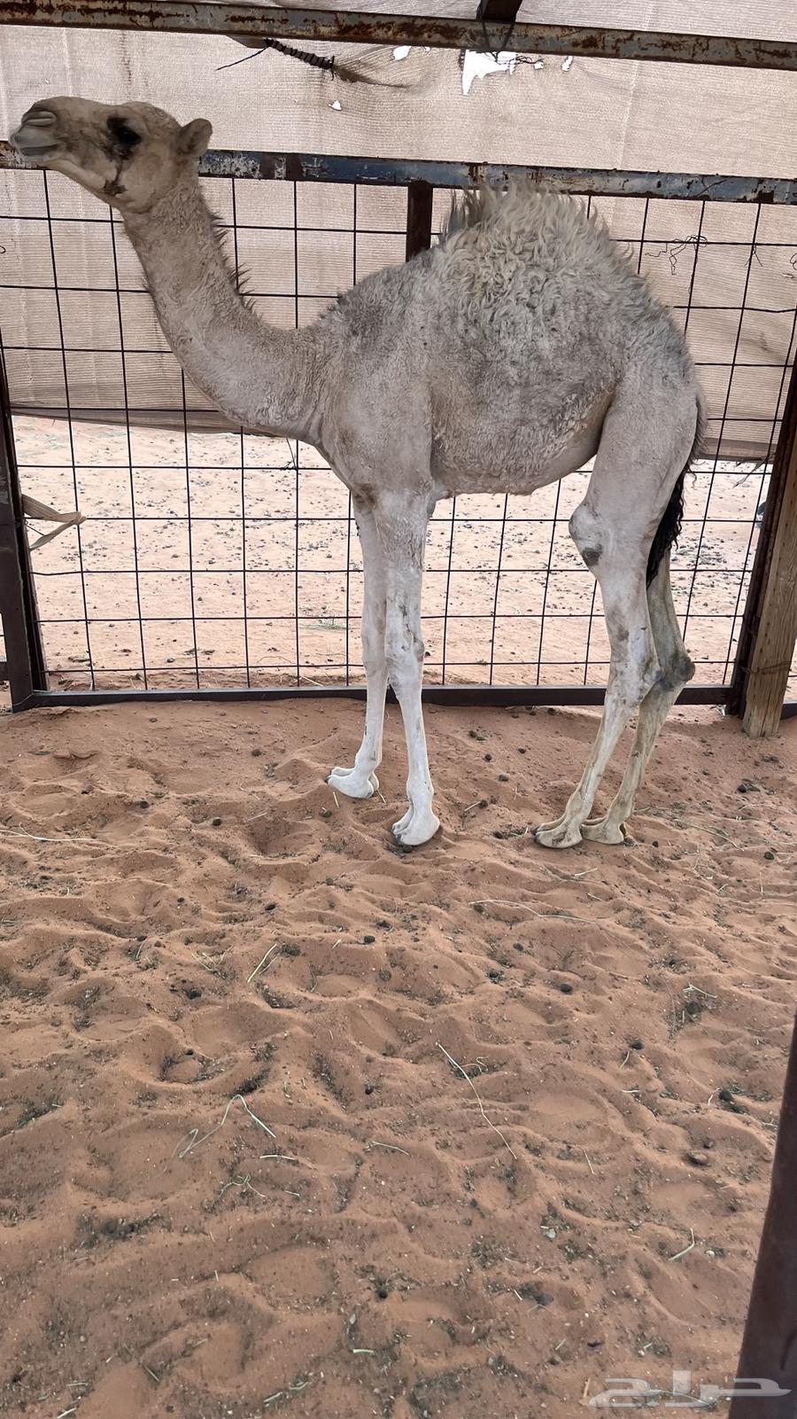 البيع بكره قصب64374215499139111