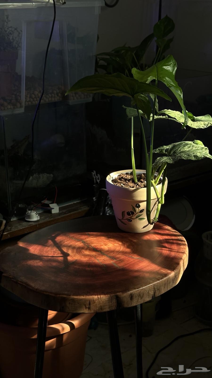 طاوله خشب طبيعيه مع حوض سمك مزروع64370612106115111